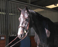 calidoro bf head 2